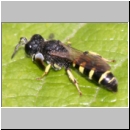 Crabro peltarius - Grabwespe m04 10mm.jpg